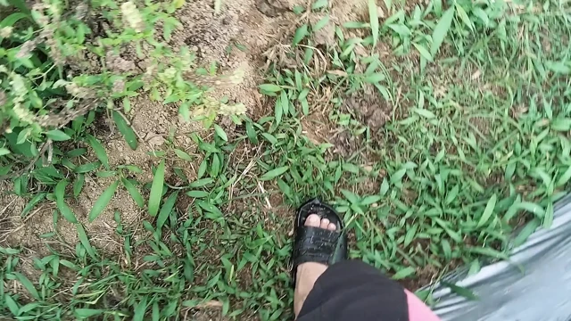 A young man's journey to the rice field where he is urinating again