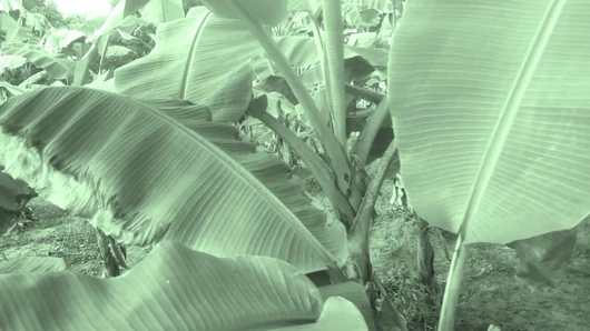 Büyük götlü Hintli çift köyde seks yapıyor