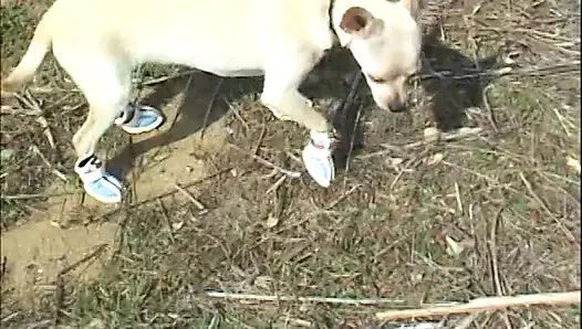 Küçük köpekli edepsiz sarışın kaltak arkadaşıyla yatıyor ve herkesi baştan çıkarabiliyor