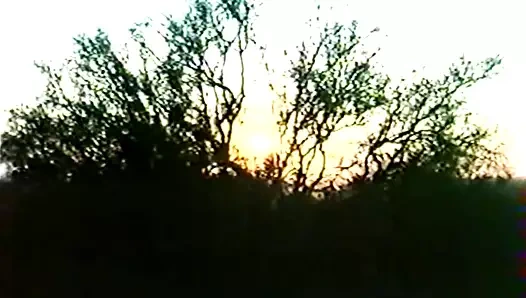 Tatlı vahşi - carol coners