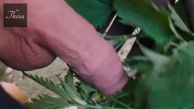 Eğlenceli mit Brelfsel - isırgan otu ile eğlence