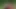 Olgun köle ormanda besleniyor