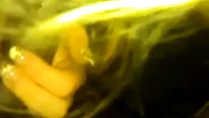 sarışın emme ve sürme bir bbc