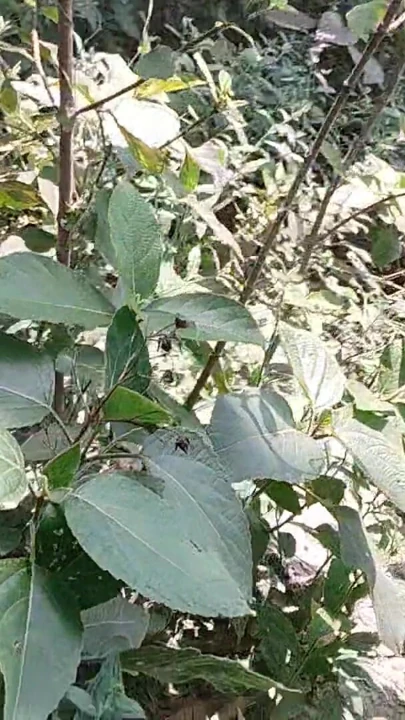 A Asian Boy IN Forest Handjob foking | Clip 2