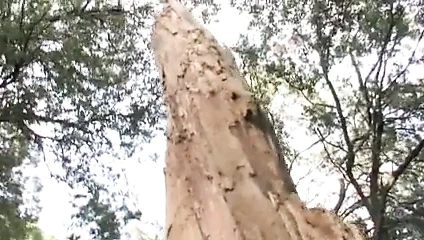 Panique dans les bois