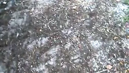 Kardeşi değil onu açık havada ağzına cim emiyor