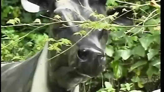 Tıraşlı amcıklı muhteşem genç dik memeli kız emiyor ve sert sikiliyor