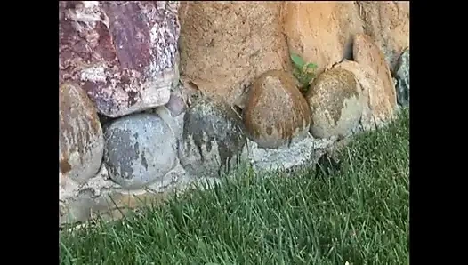 Hawaiili bal ateşliliği - bölüm 8