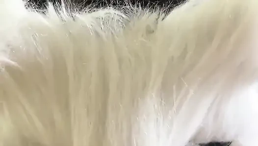 Bugün süt isteyen yaramaz bir kedi yavrusuyum