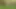 Bol boynuzlar (1)