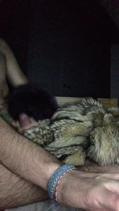 Tanuki kürk okşayarak çük