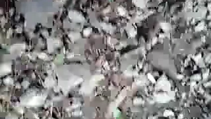 Asya balo avcılığı