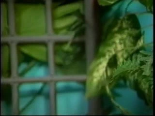 Sevimli siyah kız seviyor ırklararası beyaz horoz doldurulmuş içinde ona ağız ve kedi