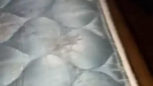 kedi Danni'nin kızdırma çubuğu