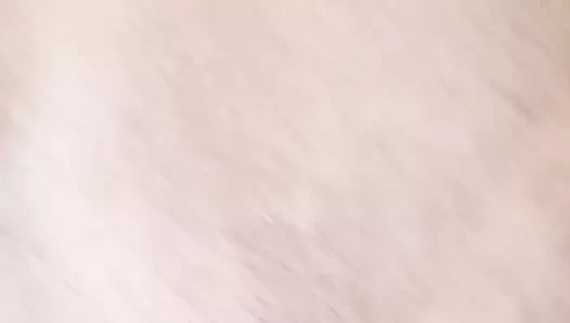 Brockton çapa kedi oyun