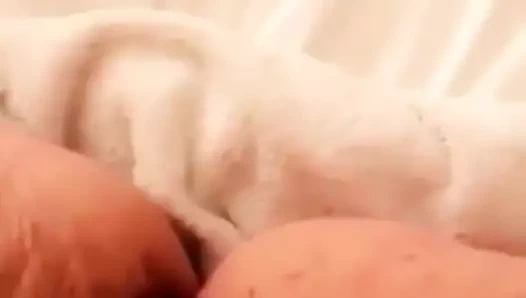 chubby KEDİ fışkıran yavaş yavaş