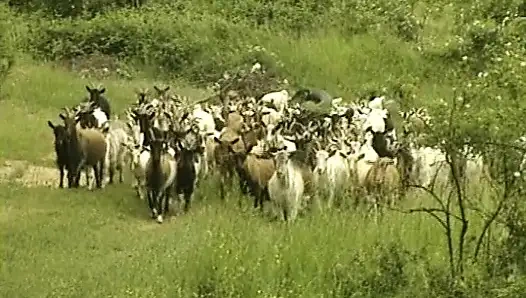 Çekici Alman sürtükler ateşli dörtlü sekste sikiliyor