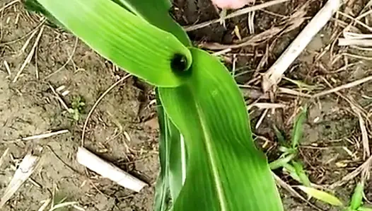 Açık havada çimlere işiyor