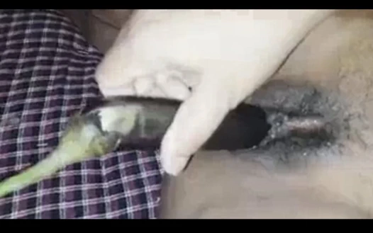 Hintli teyze evde tek başına kıllı amını parmaklıyor