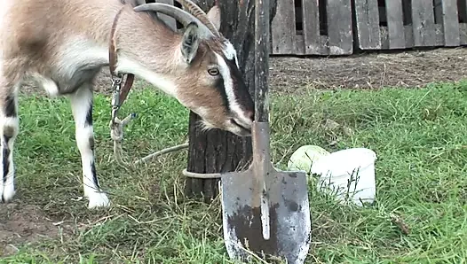 Olgun 4 sevgili - lezbo nineler kayışlı bir yapay penis ile fuck