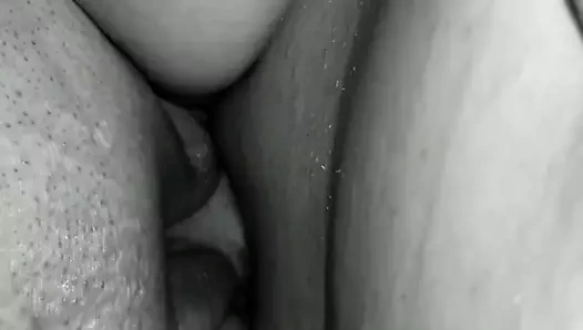 benim şişman KEDİ sürme horoz