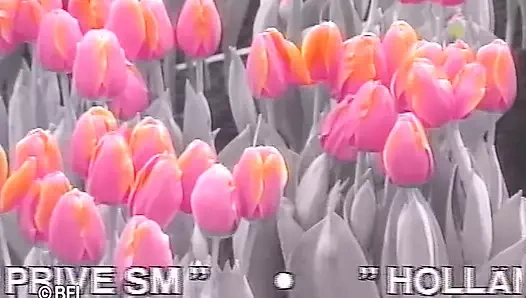 Cezalandırılan erkek kadın egemenliği piliçten sert ders alıyor