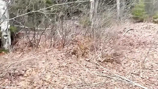 Ormanda Çok Havalı Işiyor