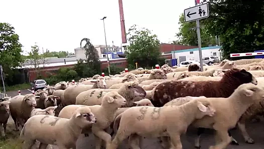 Mandy gizemi ve lana vegas: vegas'taki gizem