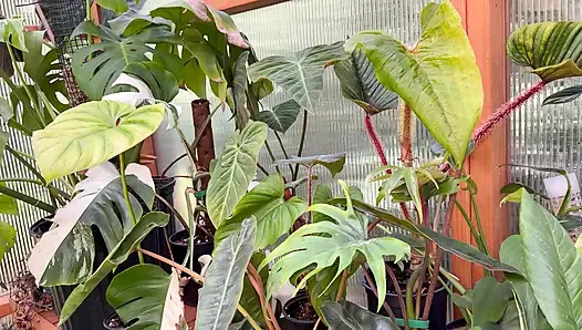 Spring Greenhouse Tour