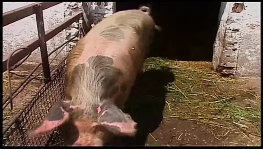 Klasik sarışın orta yaşlı seksi kadın ahırda ve açık havada perişan oluyor