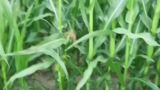 Arabada oral seks, sahada seks