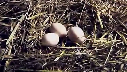 Chicken girl makes eggs