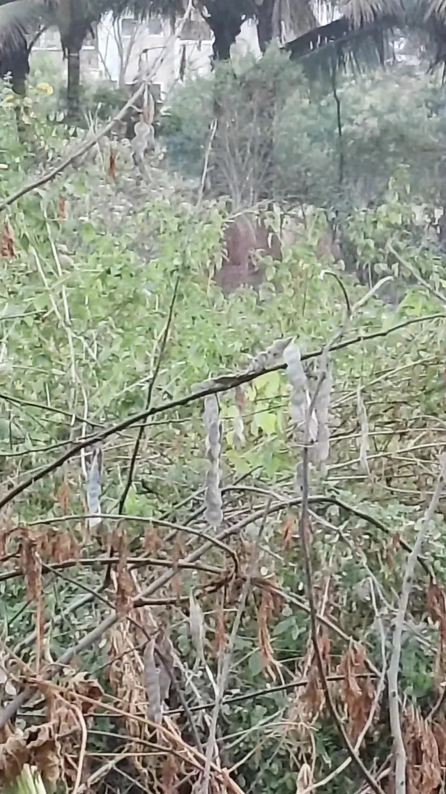 Pujya Bhabhi Ko Jungle Mein Le Gaya Kar Bahut Choda Apni Bibi Saath Bahut Chudai Kiya