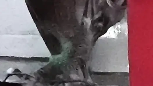 Desi bhabhi nahati huye kitni achi lagti hai