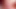 Fabulous papillae