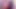 Domuz kuyruklu esmer seksi pembe file külotlu çorap