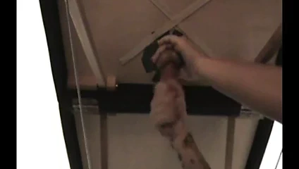 Masanın altında horoz karıştırma