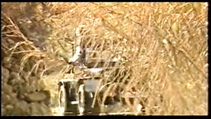 marilyn 1'in hikayesi (1986)