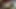 Ateşli zenci ve seksi esmer birbirlerinin amını oyuncaklarla dolduruyor