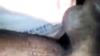 Tatlı esmer siyah horoz iyi bir kafa verir.