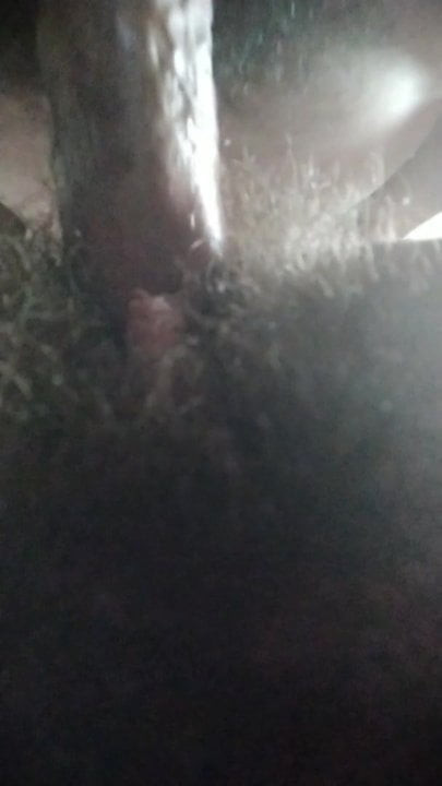 Çok kıllı dana, sanki oradaymışsınız gibi nüfuz eder.
