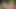 Dölleme eylemi gösteren yaramaz Japon gençlerle grup seks sapık minxes boşalmak için yalvarıyor bikini