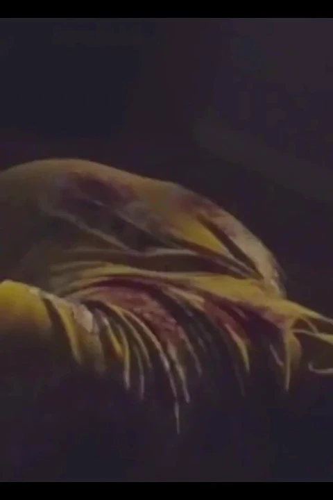 У тетушки сюрприз на день рождения для меня