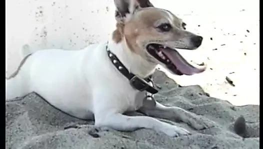 Babewatch 06 - (tam orijinal film kesilmemiş)