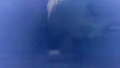 Sırp sevimli kız oral seks