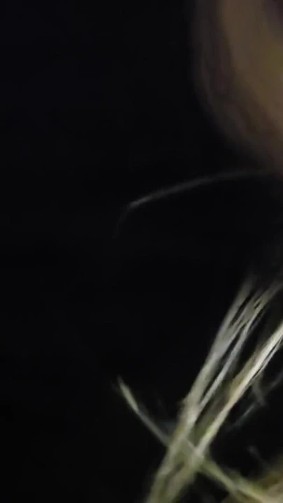 Real stepsis sneaked into my room just to suck out my sperm oral creampie | Clip 2