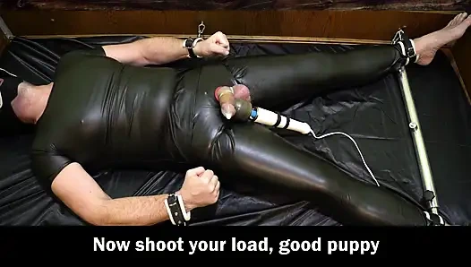 Yavru köpek sağılır