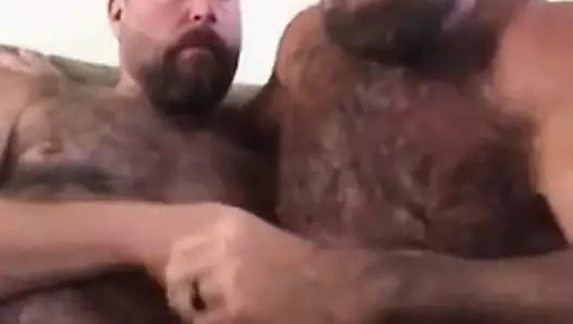 Sarro entre machos ursos