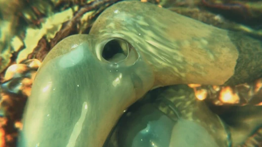 Qoc ve gifdoozer - yoğun anal seks, lezzetli ateşli büyük göt yutan büyük lezzetli yarak dölle damlıyor