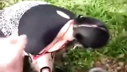 Busty birdish esmer aşağılanmış ve kamu içinde facefucked